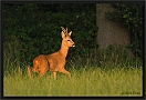 ree _MG_2155